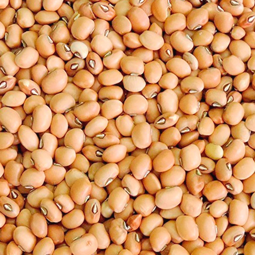 Feijão Fradinho - grãos